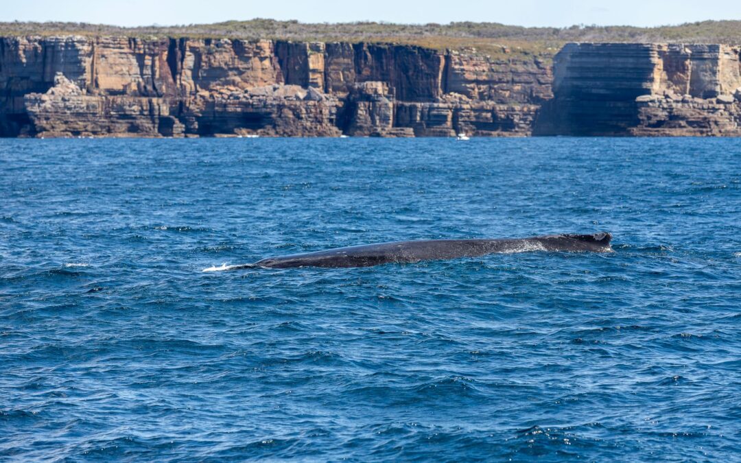 Humpback Whales Bring Magic to Ancash Coast