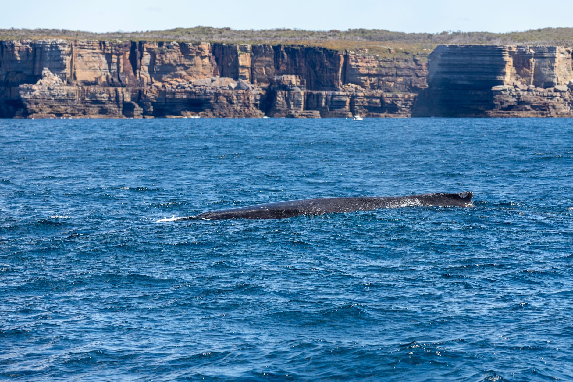 humpback-whales-ancash-coast
