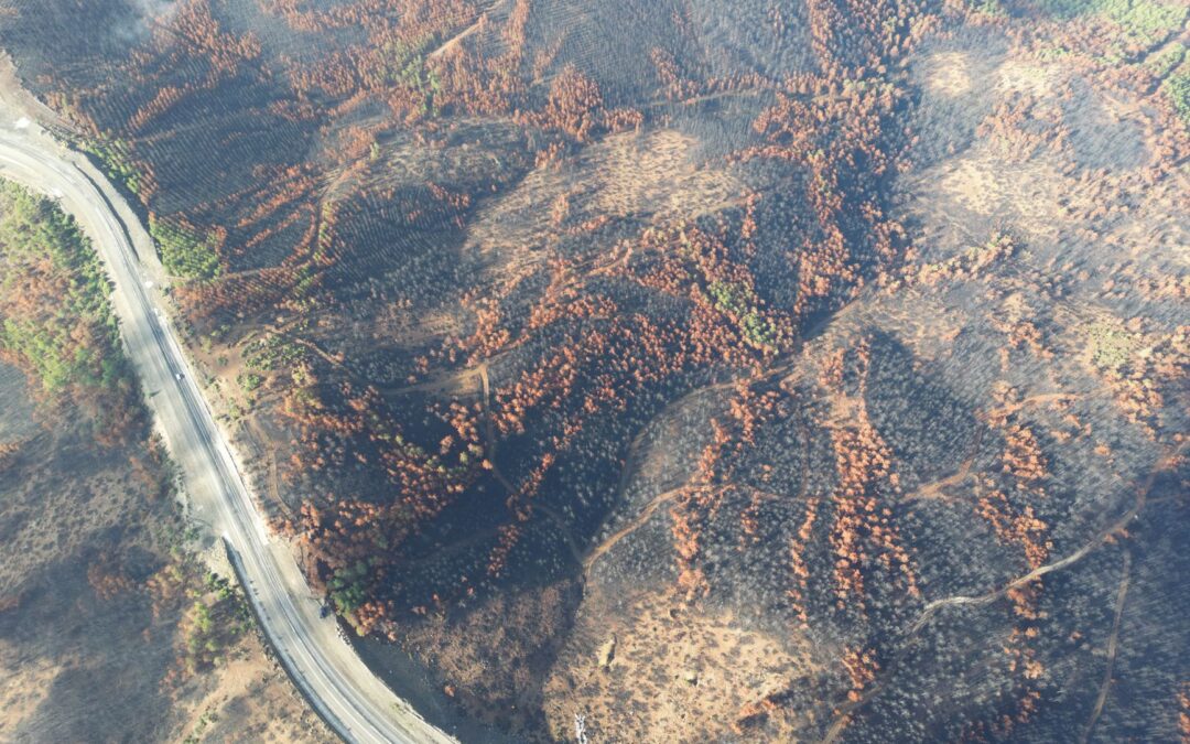 Massive Wildfire Devastates Zamora Region