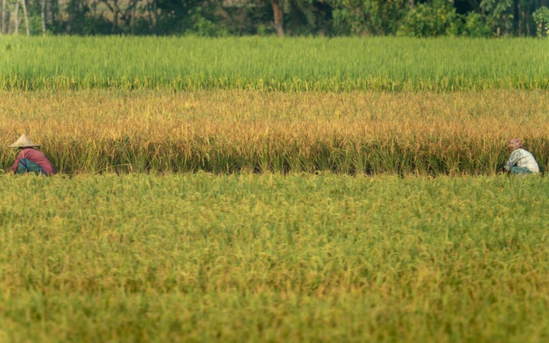 Water Scarcity Damages Local Crops in Huaraz